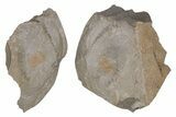 Pelagic Trilobite (Cyclopyge) Fossil (Pos/Neg) - Morocco #218767-1